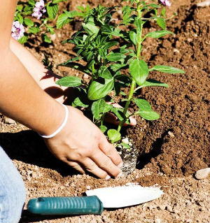 Green manure